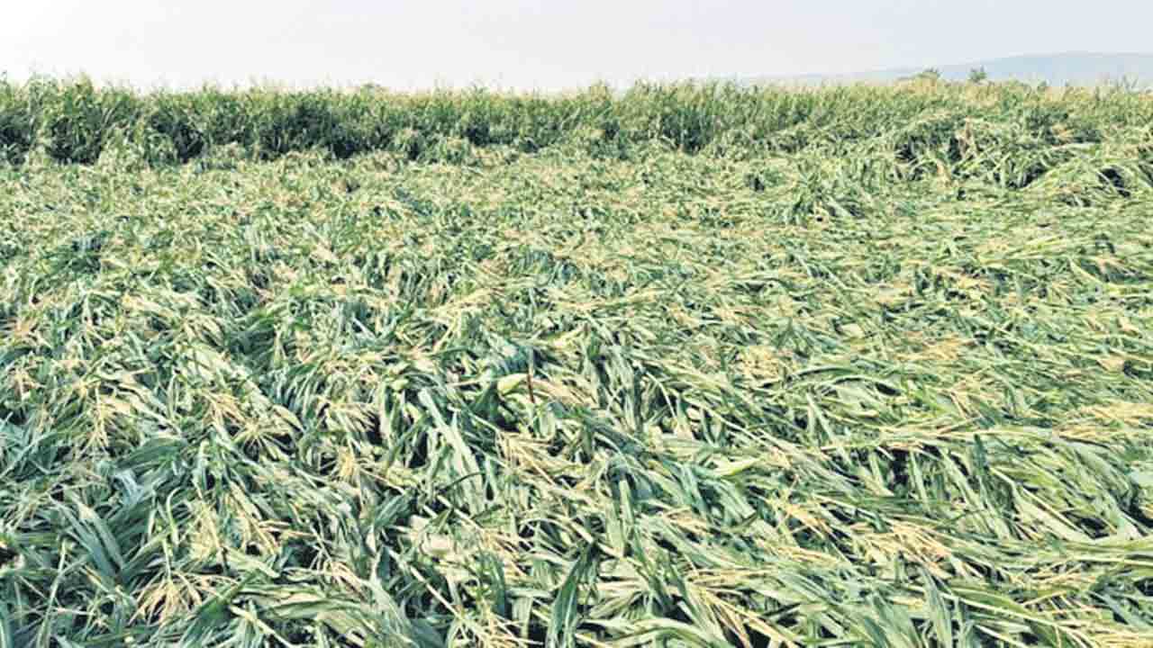 అకాల వర్షం.. పంటకు నష్టం..