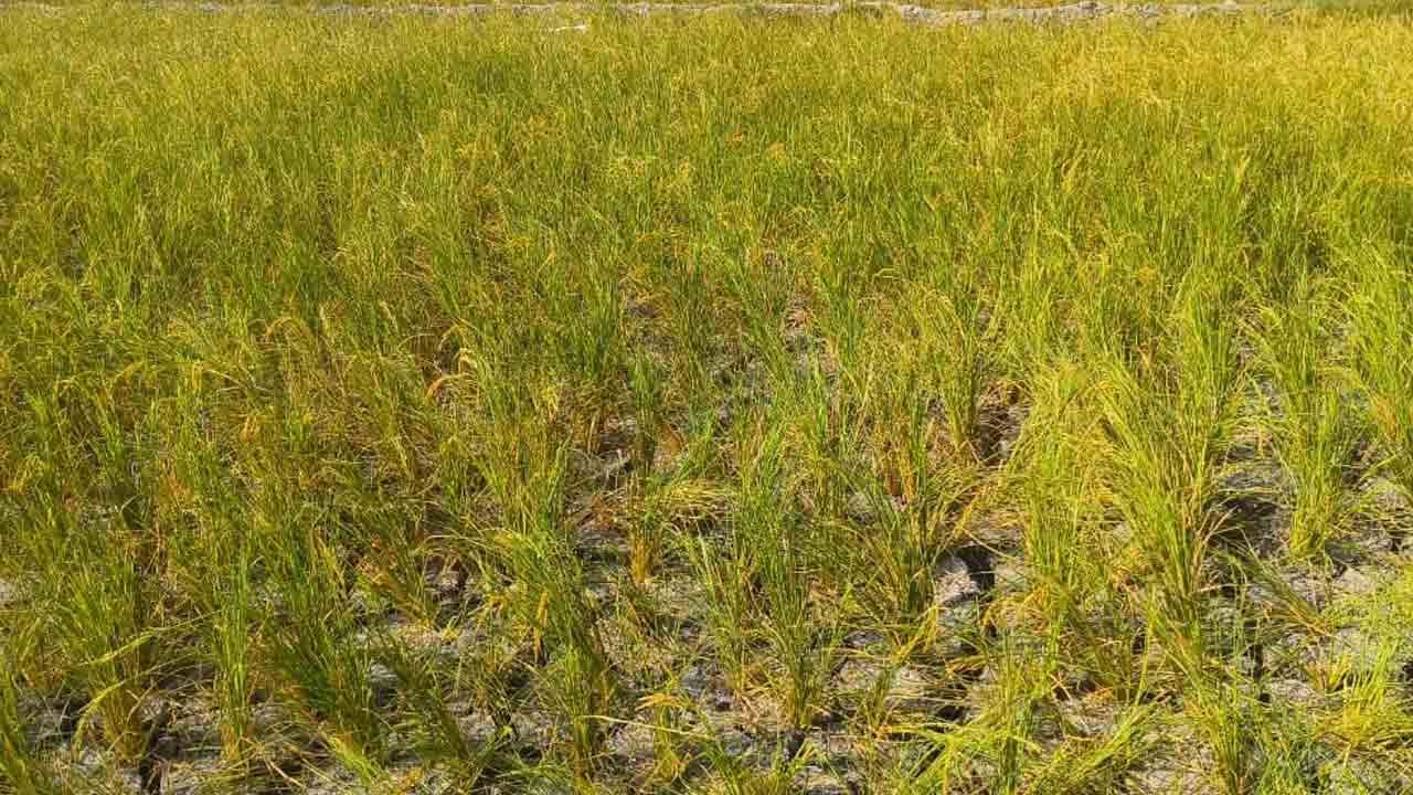 రైతులపొట్టగొట్టిన ప్రభుత్వం