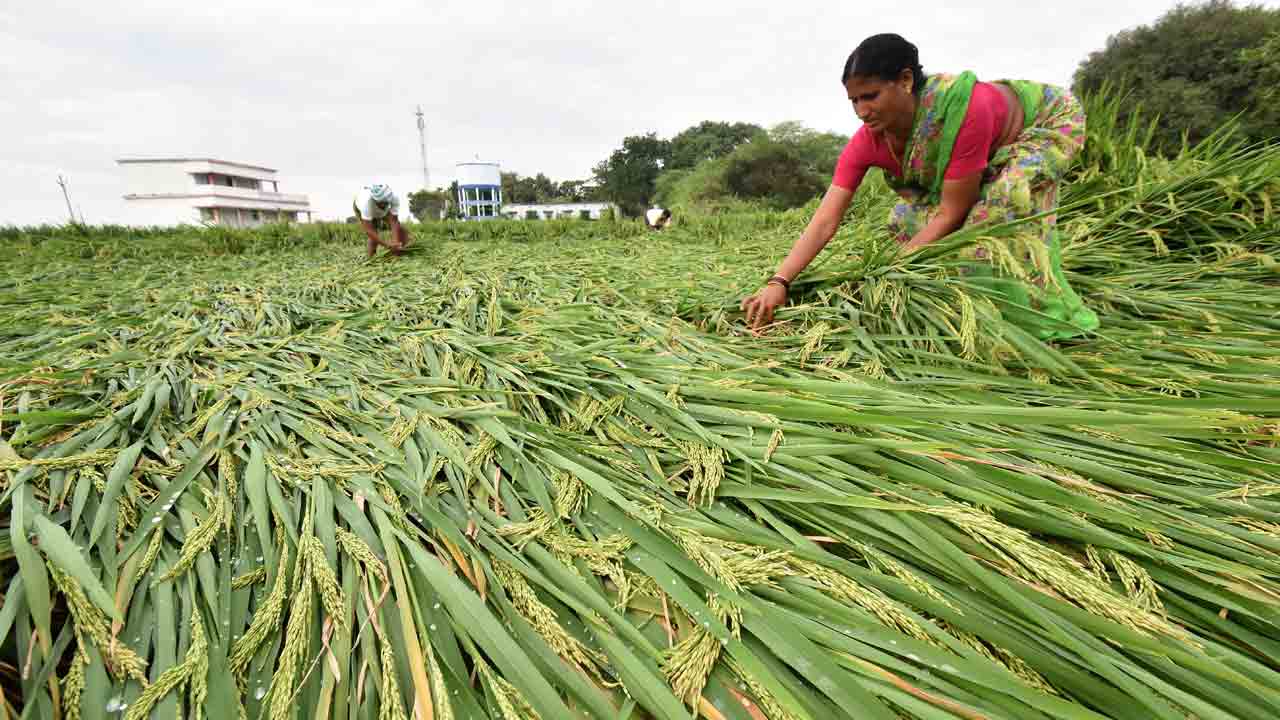 PM Fasal Bima | పసలేని ఫసల్‌బీమా.. రైతులకు ఫాయిదా లేకున్నా కాంగ్రెస్‌ సర్కారు పరుగులు