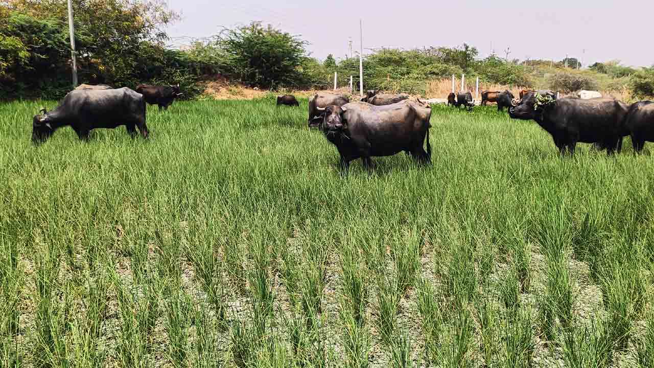 చేనుకు నీరు లేదు..