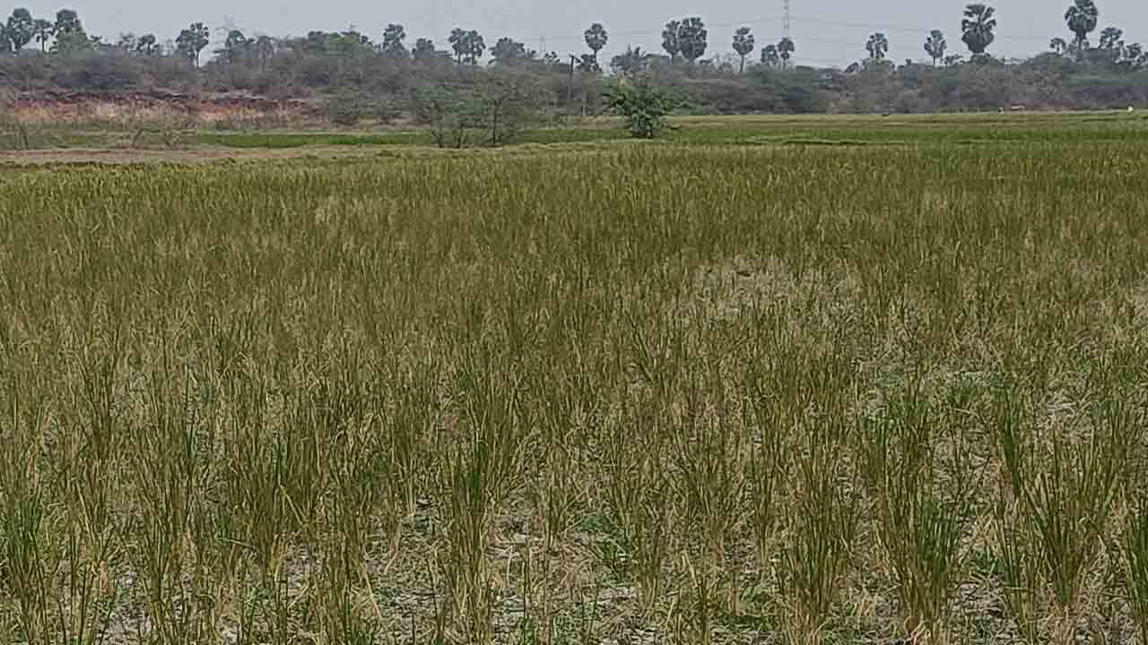 అడుగంటిన బావులు.. ఎండుతున్న పొలాలు