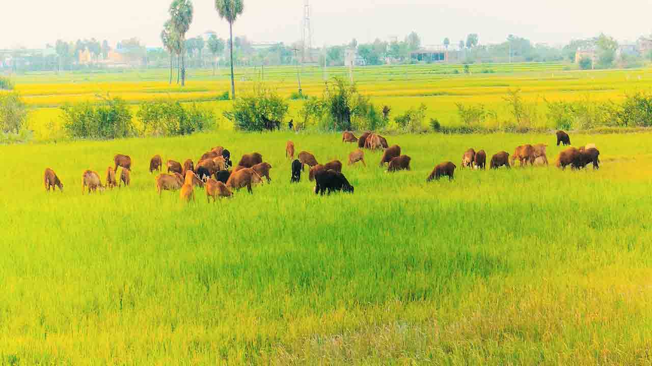 ఎండిన పొలం.. గొర్రెలకు ఆహారం