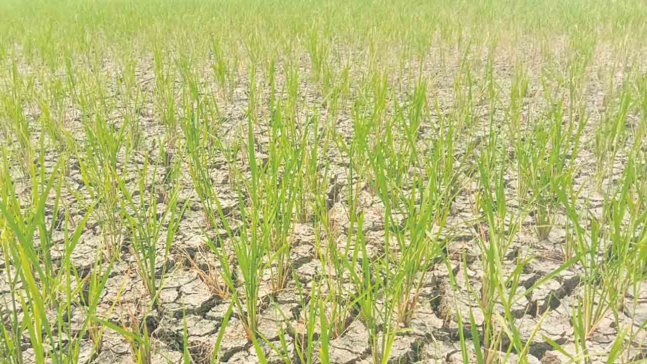 నీరులేక ఎండుతున్న పంటలు