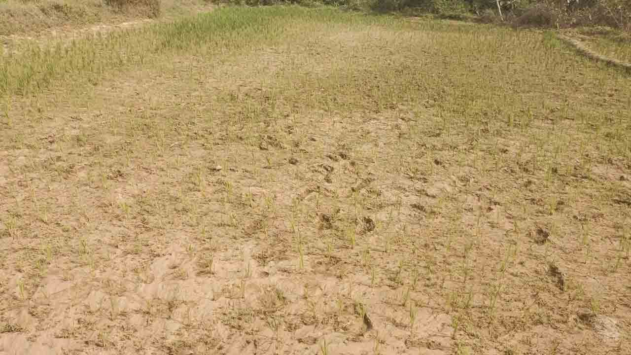 సాగునీరు లేక రైతన్న కన్నీరు