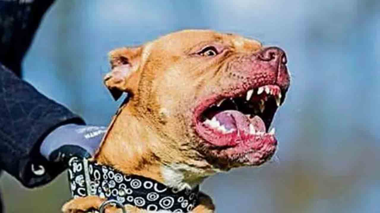 Ban on Dog Breeds | 23 జాతుల కుక్కలపై కేంద్రం నిషేధం.. ఎందుకంటే?