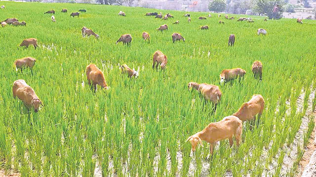 Dry Crop