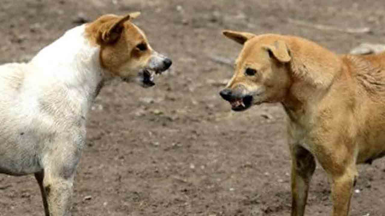 Delhi High Court | వీధి కుక్కలు పాదచారుల పాలిట శాపాలుగా మారాయి: ఢిల్లీ హైకోర్టు