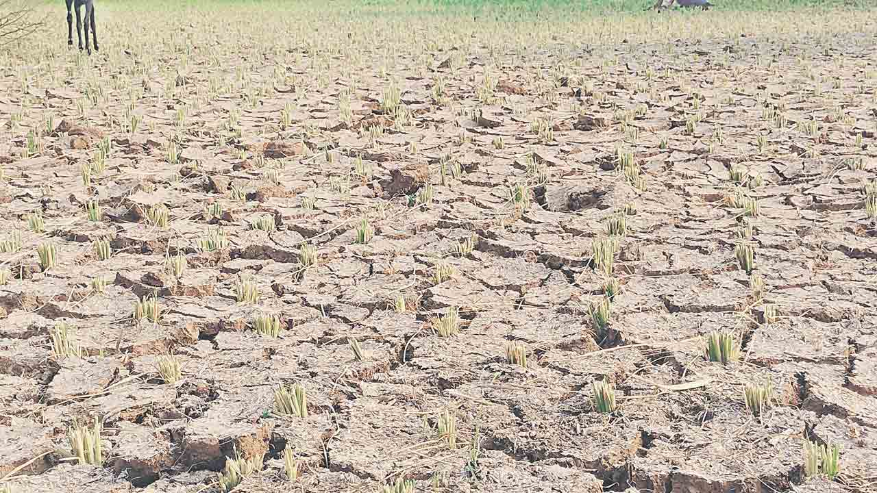 దేవాదుల నీళ్లు రాక.. ఎండుతున్న పంటలు