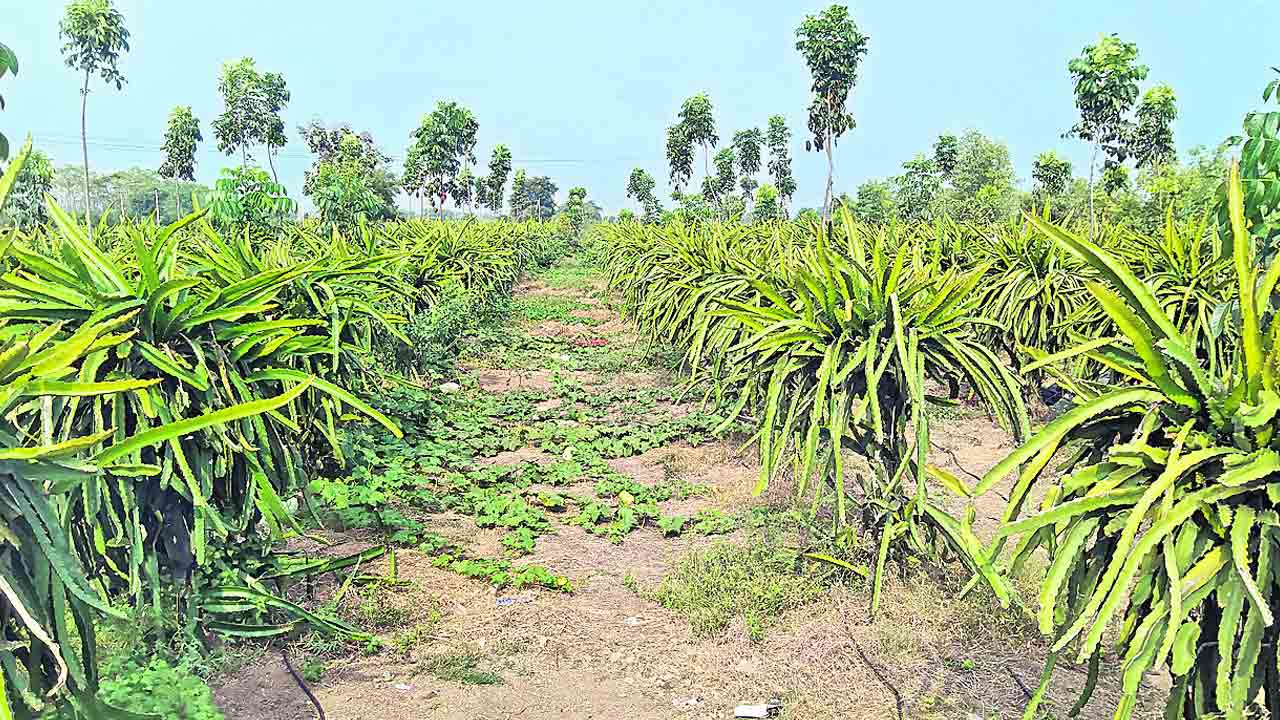 సాగులో వైవిధ్యం దండిగా లాభం
