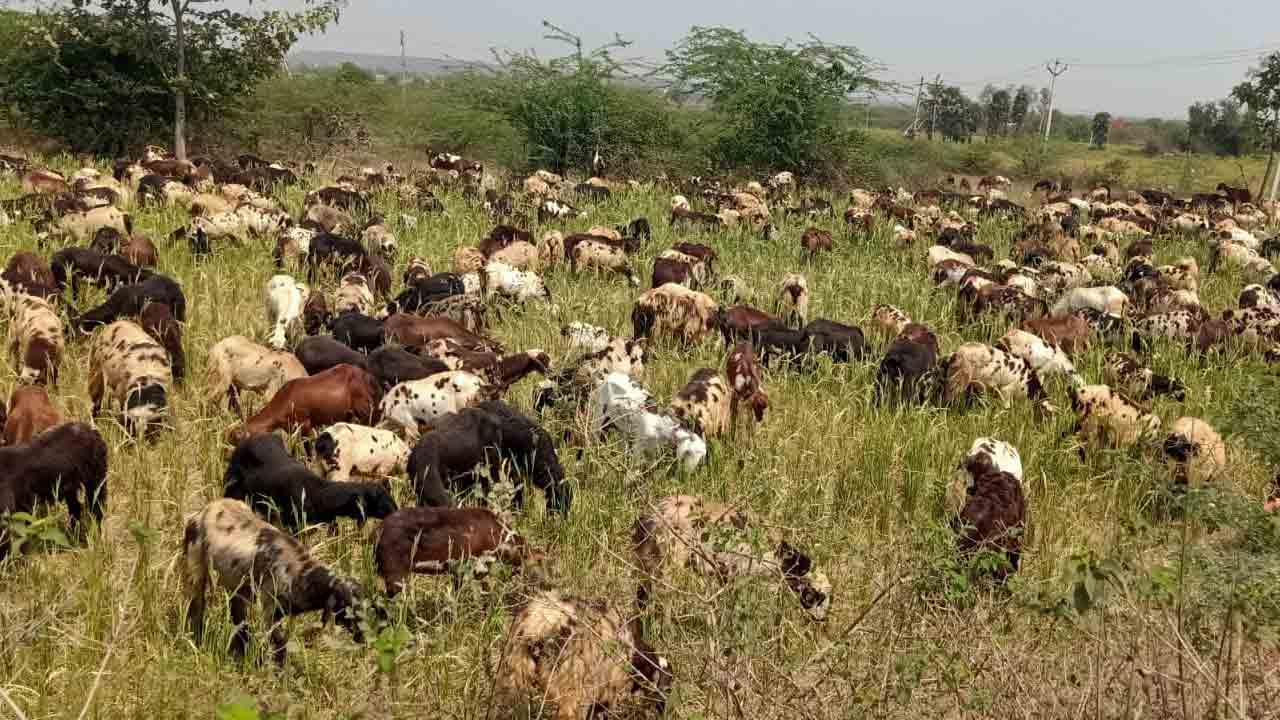 ఎండిన పొలాలే జీవాలకు మేత