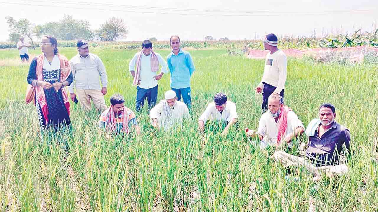 ఎండుతున్న పైరు..రైతన్న కన్నీరు