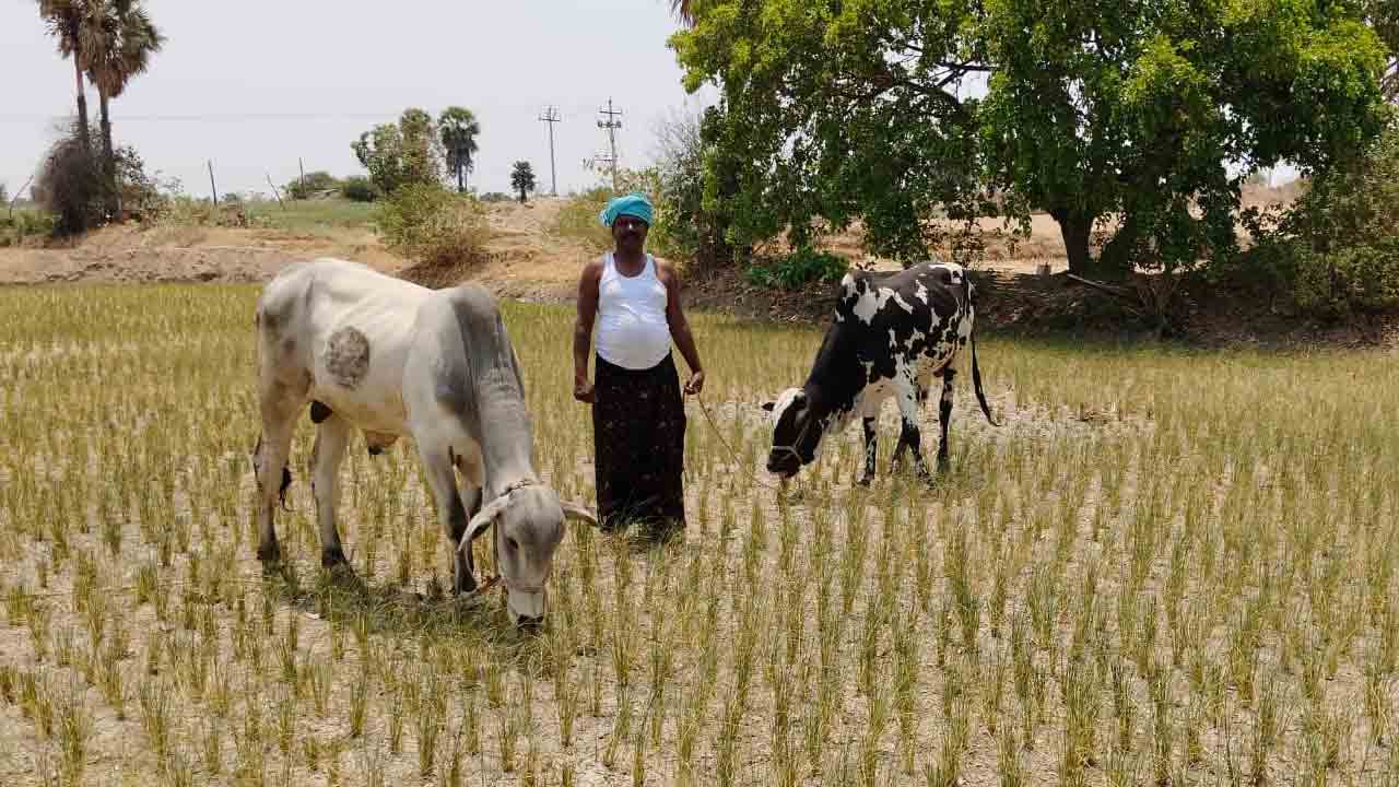 ఒట్టిపోతున్న బోర్లు.. ఎండుతున్న పైర్లు