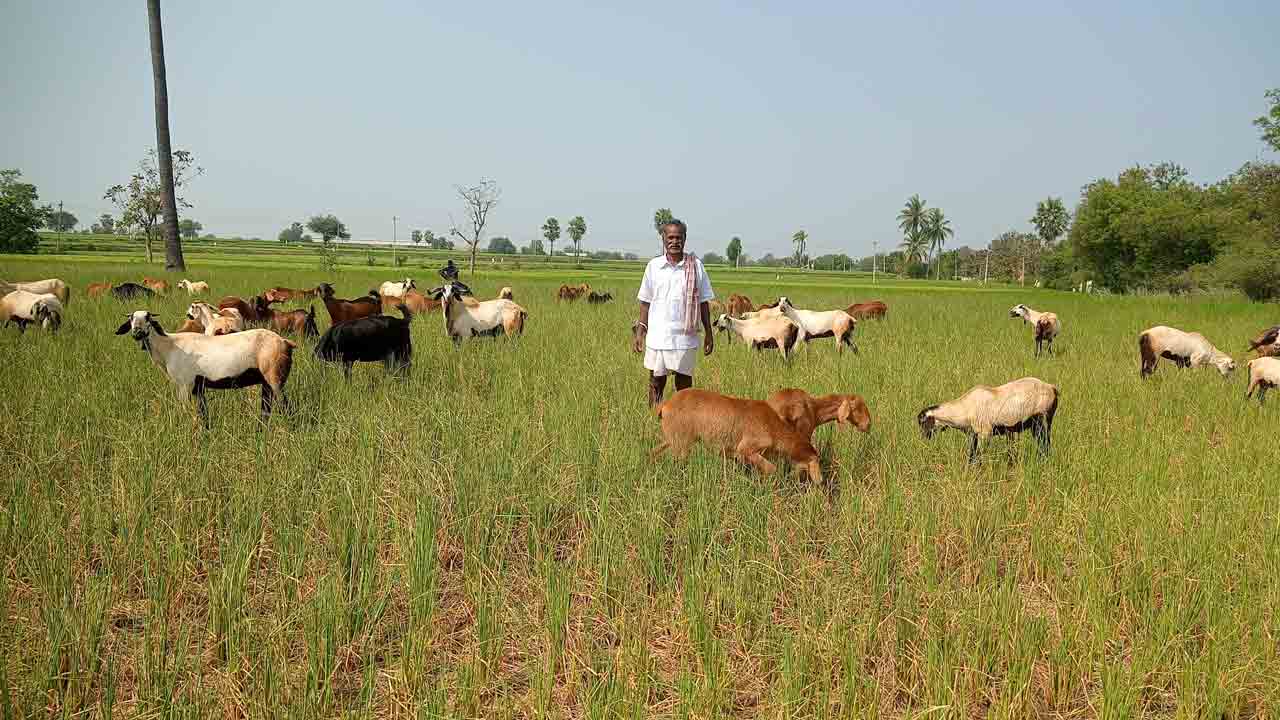 నీళ్లు లేక ఎండుతున్న పంటలు