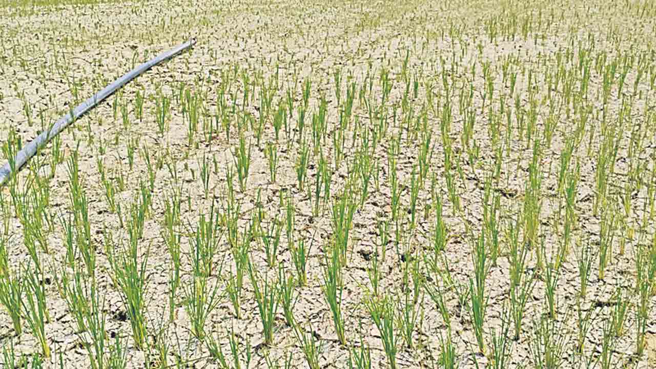 నెర్రలు తేలాయి