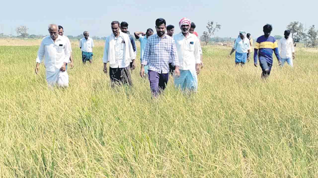 ఎండుతున్న పంటలు