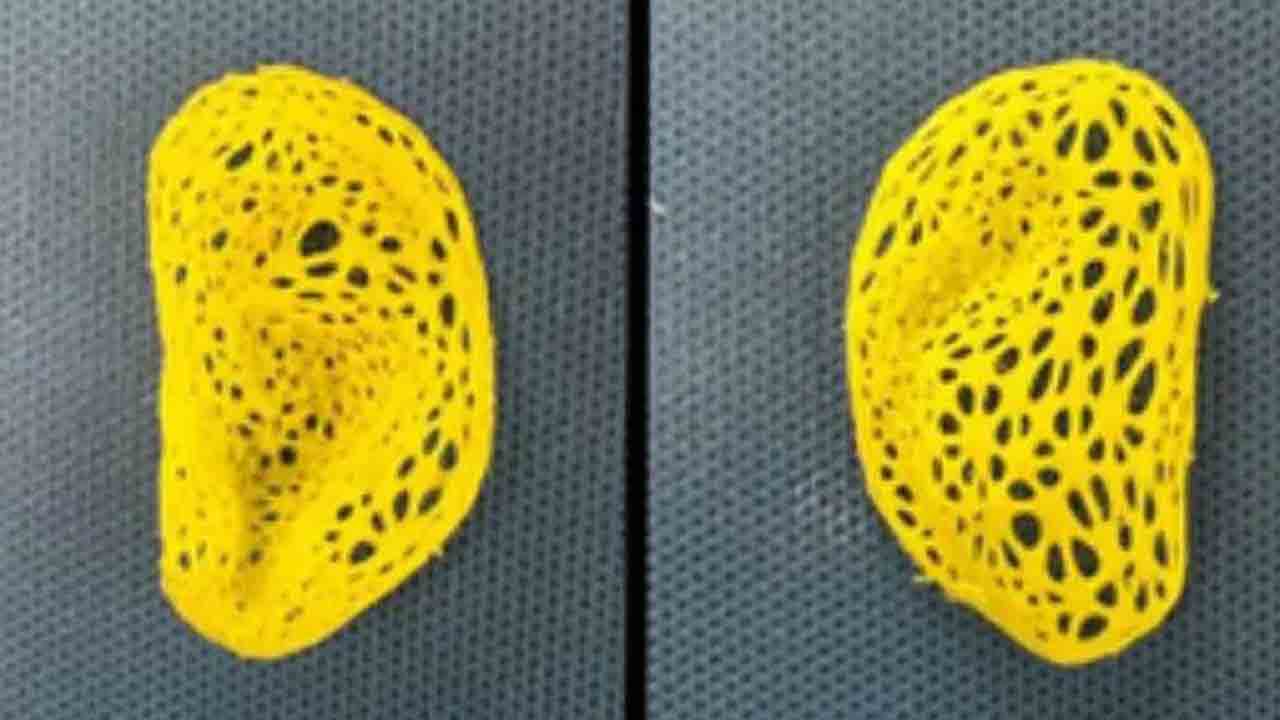 Human Ear Replica | మనుషుల చెవికి రెప్లికా సృష్టి
