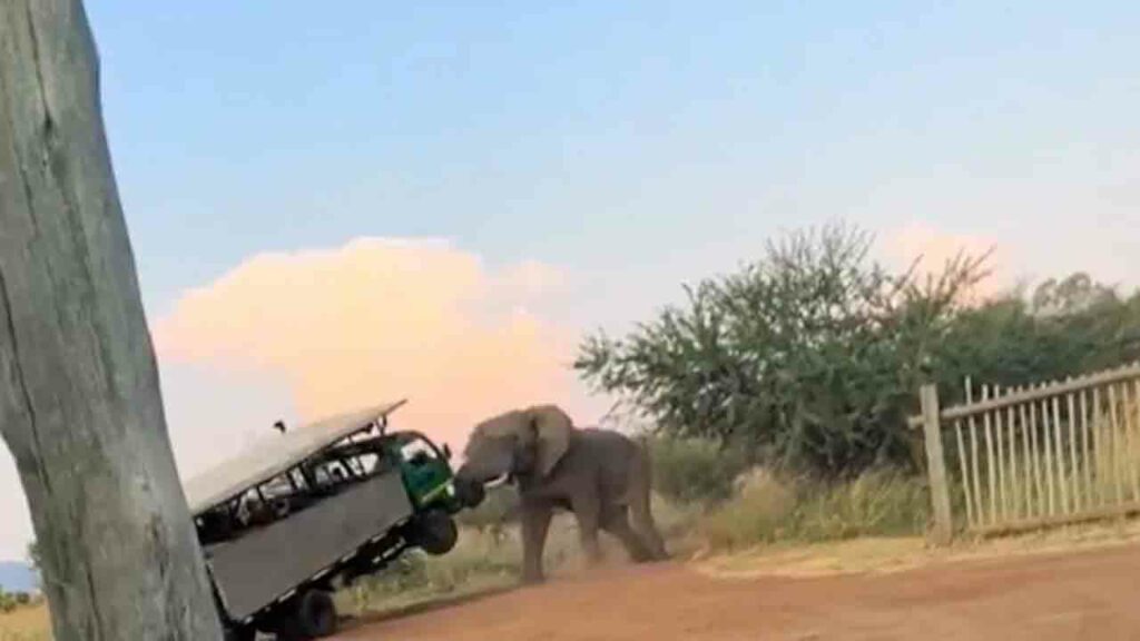 Elephant Lifted Truck