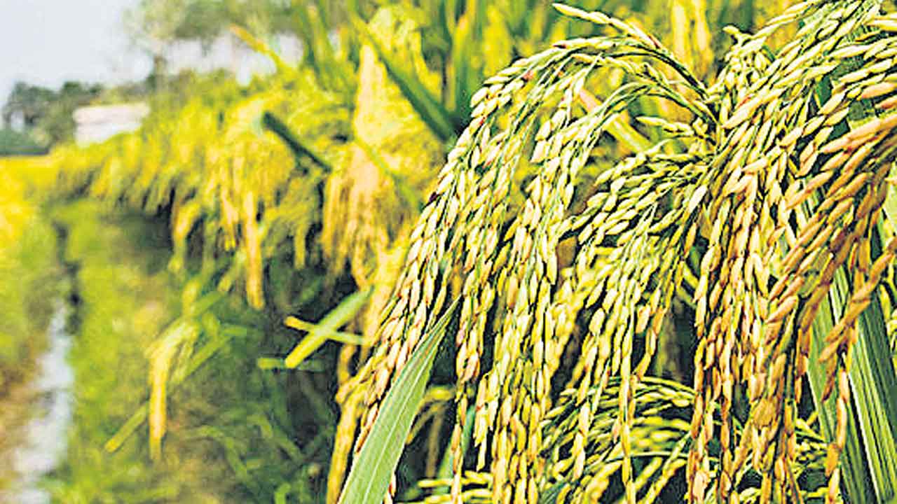 Congress | అటకెక్కిన పంటలకు బోనస్‌ హామీ..