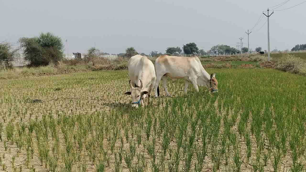 ఎండుతున్న పంట జీవాలకు మేత