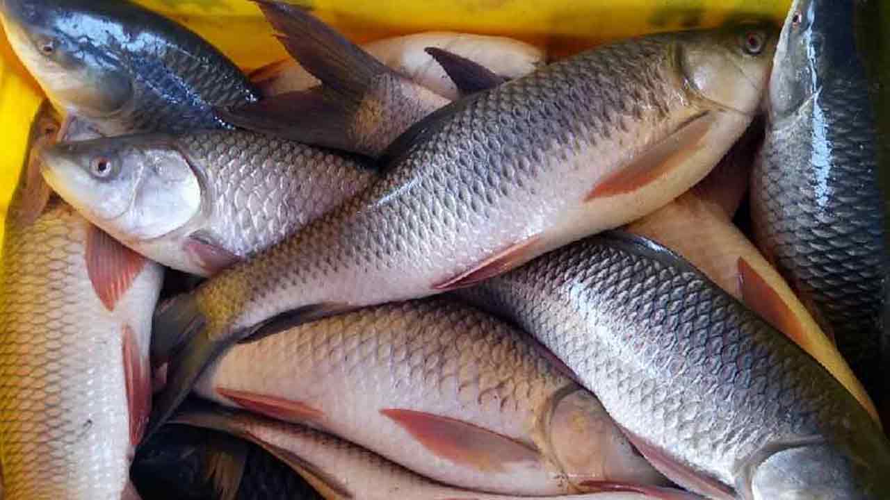 Fish food | దేశంలో విరివిగా పెరిగిన చేపల వినియోగం.. తాజా అధ్యయనంలో వెల్లడి