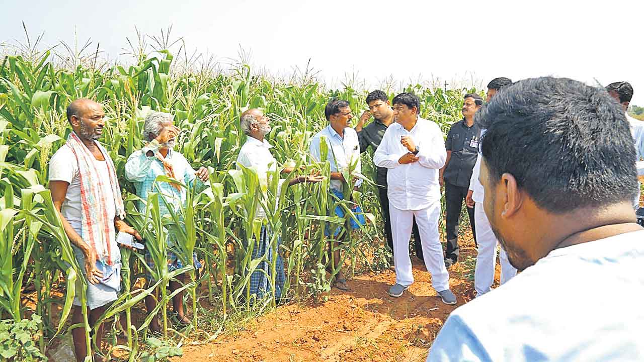 పంటలను ఎండబెడతారా?