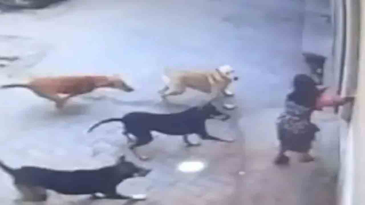 Girl Attacked By Stray Dogs | బాలికపై వీధి కుక్కల దాడి.. కాపాడిన ఒక వ్యక్తి