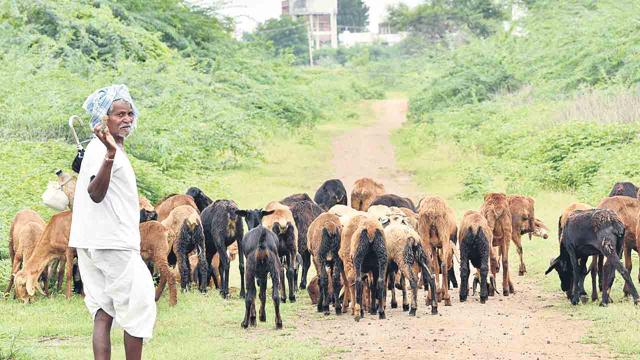 గొర్రెలిచ్చేనా..?!