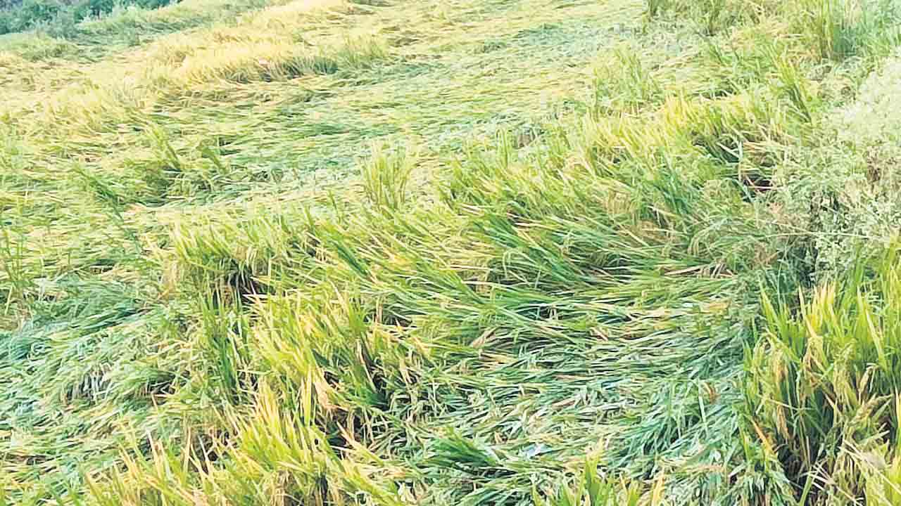 అకాల వాన