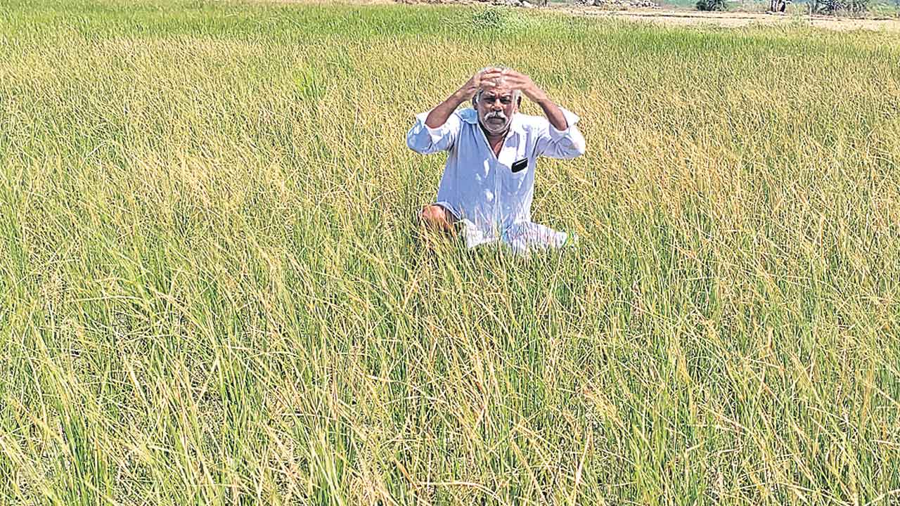 Farmers | వరి పొట్టకొచ్చింది మా పొట్టకొట్టొద్దు.. సాగునీరు ఇవ్వాలని రైతుల ఆందోళనలు
