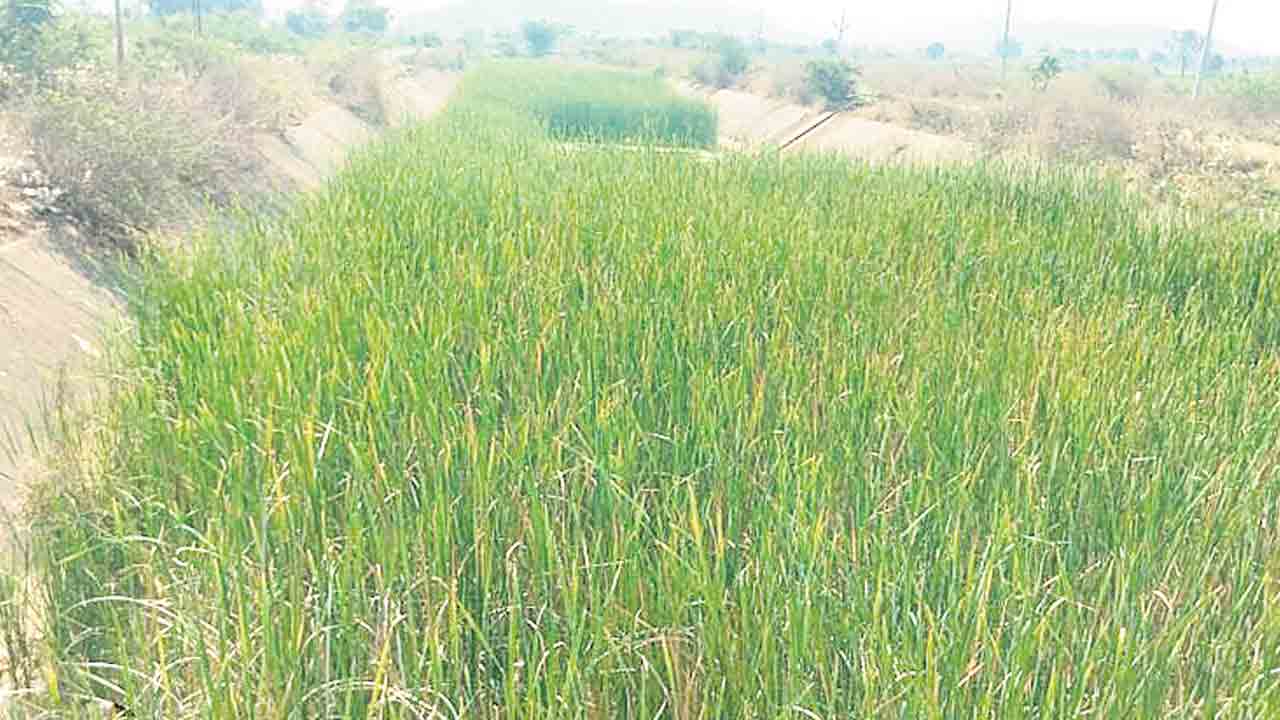 తగ్గిన యాసంగి సాగు