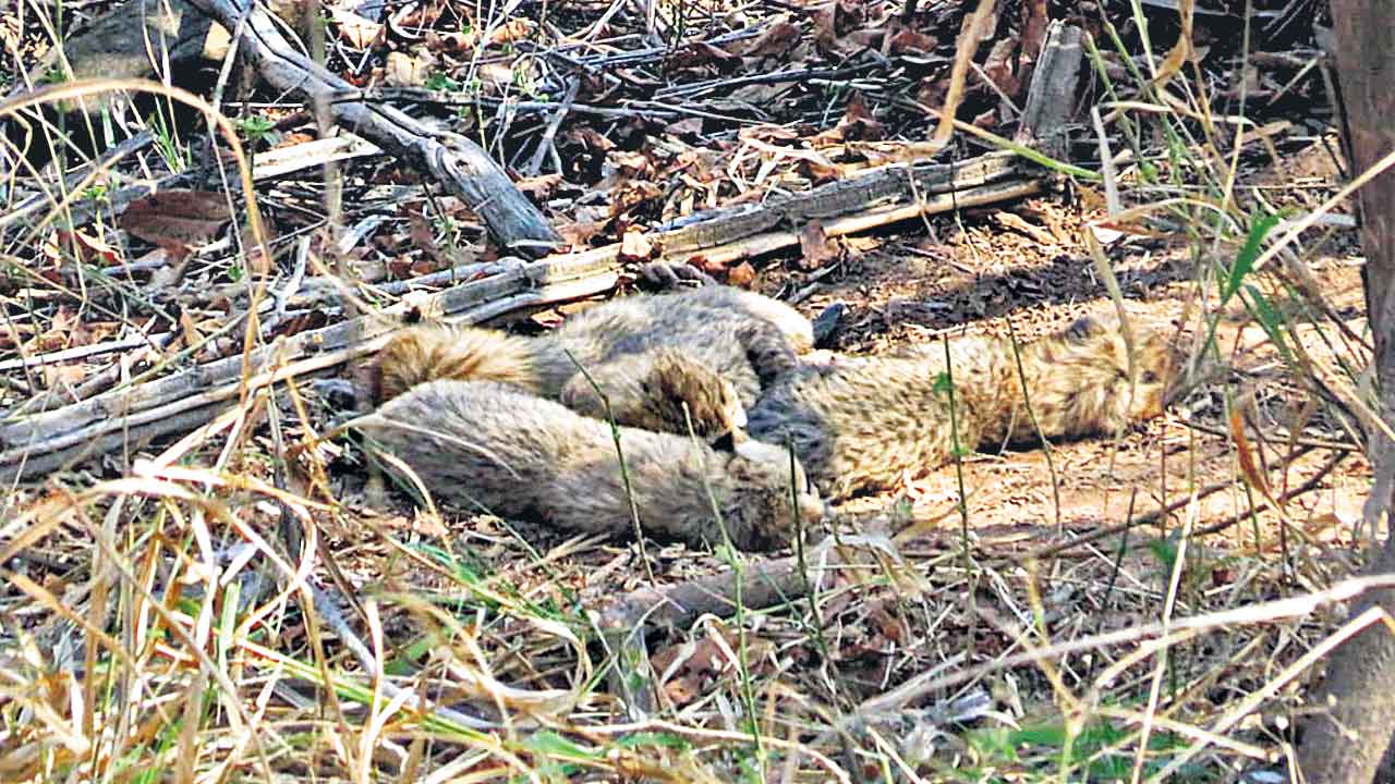 ఐదు కూనలకు జన్మనిచ్చిన గామిని