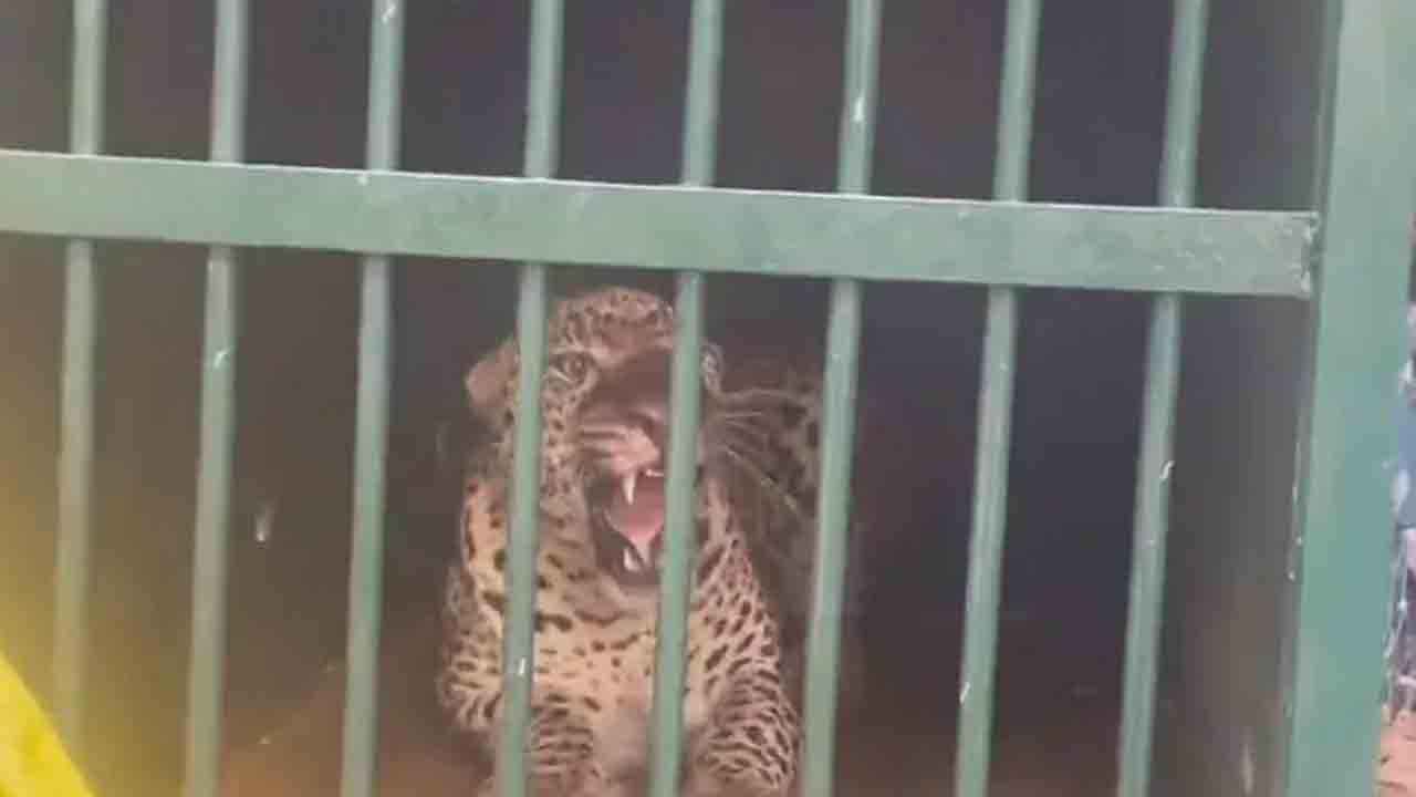 Leopard | తిరుమలలో బాలికను చంపిన చిరుత గుర్తింపు