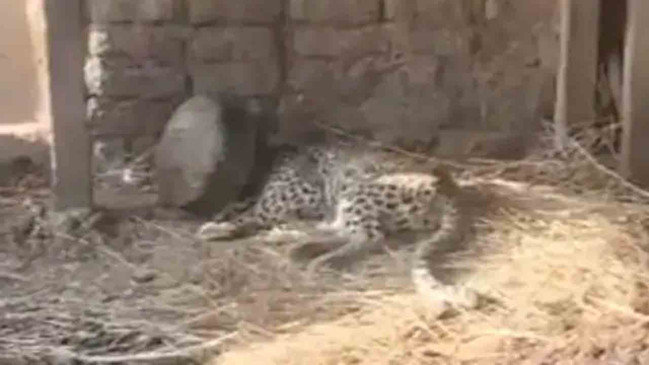 Leopard | నీటి కోసం బిందెలో తలపెట్టి ఇరుక్కుపోయిన చిరుత.. వీడియో