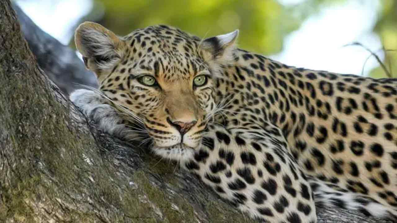 Leopard | క్వారంటైన్ సెంటర్ నుంచి తప్పించుకున్న చిరుత.. కొనసాగుతున్న సెర్చ్ ఆపరేషన్