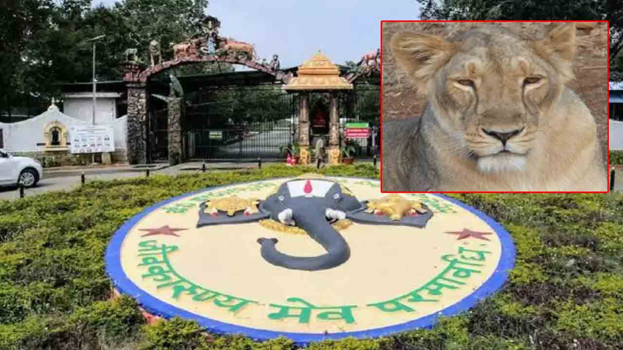 Female Lion | తిరుపతి జూలో ఆడ సింహం మృతి