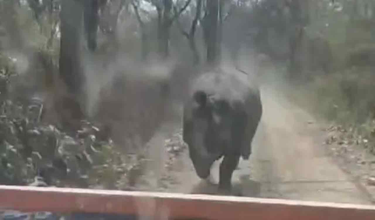 Rhino | 1.5 కిలోమీటర్లు.. సఫారీ వెహికల్ను తరిమిన ఖడ్గమృగం.. వీడియో