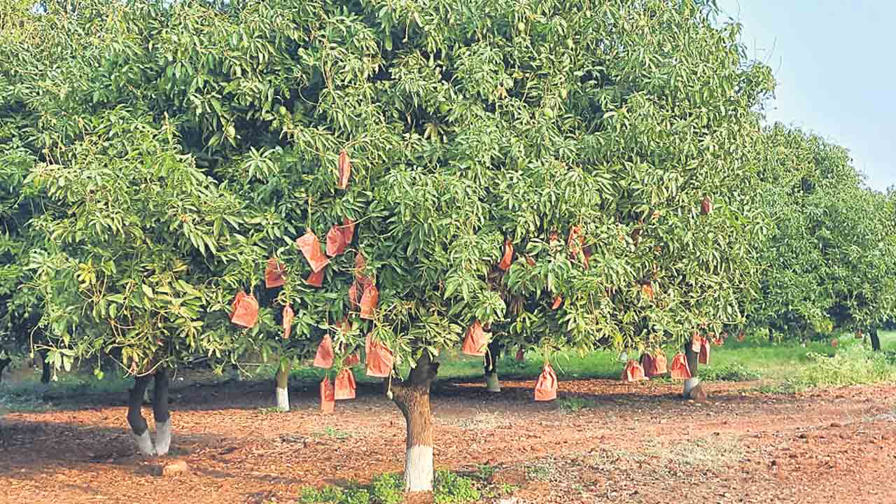 మెళకువలతోనే మామిలో..అధిక దిగుబడి