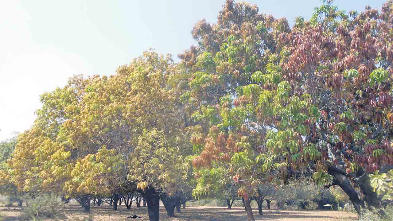 పూత లేదు.. కాత రాదు..