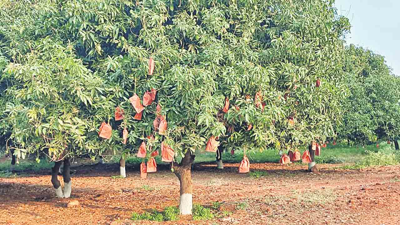 మెళకువలతోనే అధిక దిగుబడి