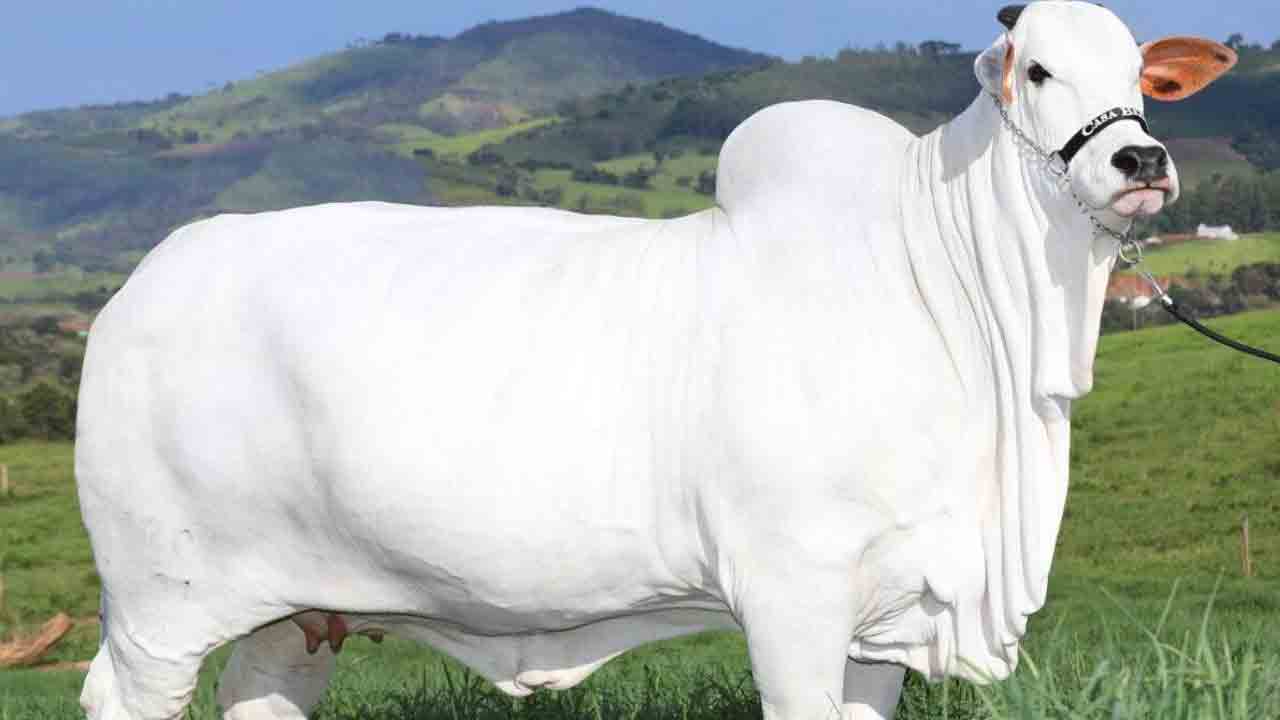 Nelore cow | వేలంలో రూ.40 కోట్లకు అమ్ముడుపోయిన నెల్లూరు ఆవు.. ప్రపంచంలోనే అత్యంత ఖ‌రీదైనదిగా రికార్డు