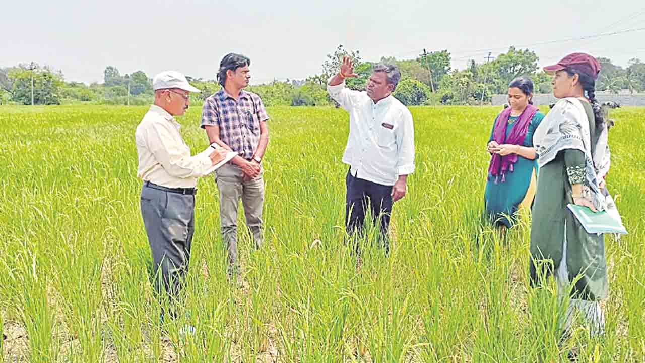 ఎండిన పొలాన్ని పరిశీలించిన అధికారులు