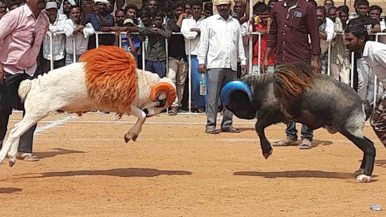 పోటాపోటీగా పొట్టేళ్ల పోట్లాట