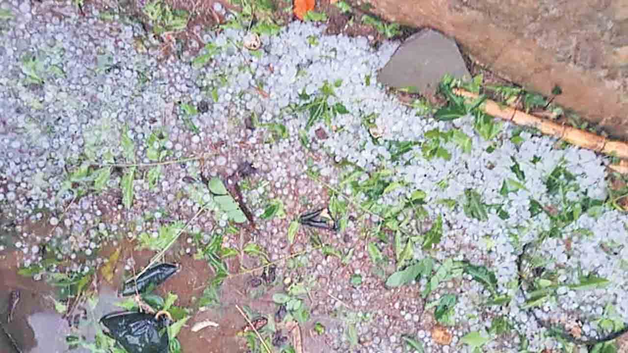 వడగండ్లతో దెబ్బతిన్న పంటలు