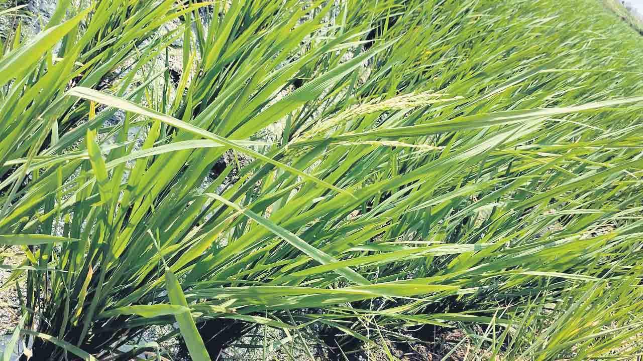 45 రోజులకే పొట్టకు వచ్చిన వరి