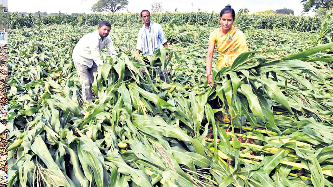 భారీగా నష్టం