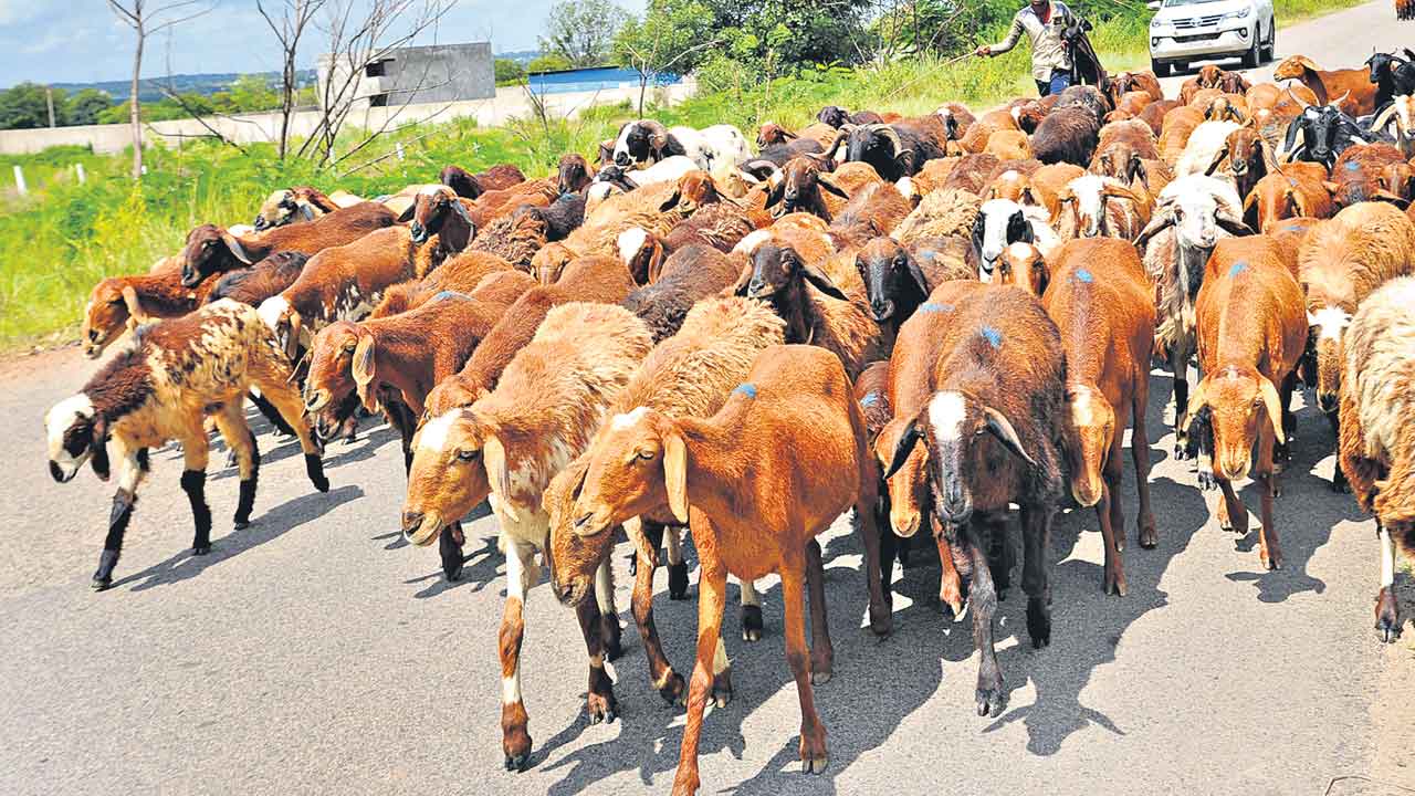 గొర్రెల పంపిణీపై విజి లెన్స్‌