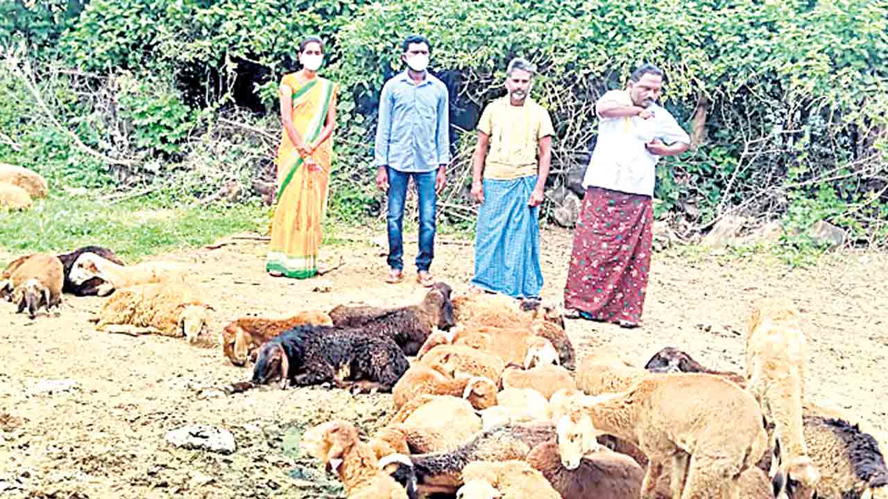 అన్ని వర్గాలకు వరం ఎన్‌ఎల్‌ఎం