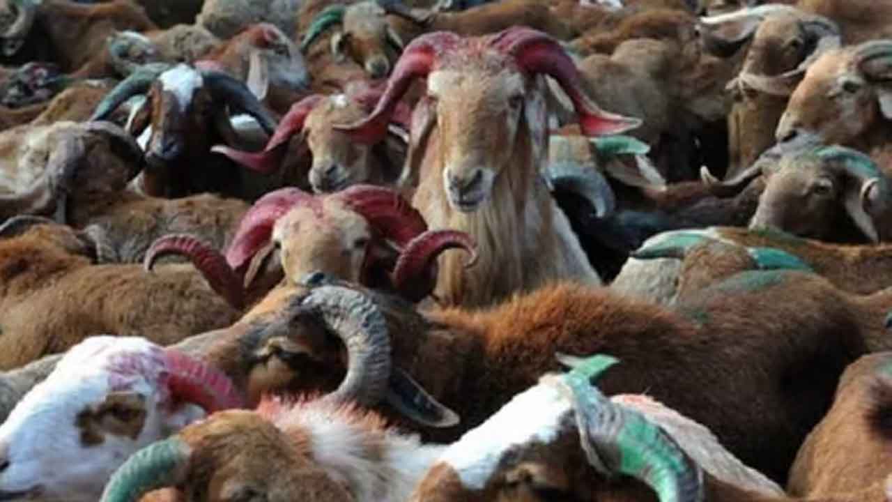 ఏసీబీ కస్టడీకి గొర్రెల స్కాం కేసు నిందితులు