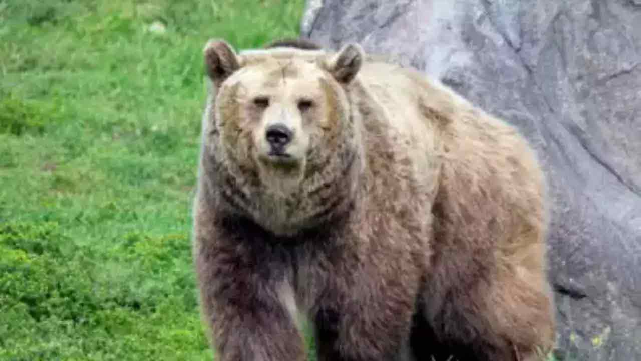 Srikakulam | శ్రీకాకుళంలో ఎలుగుబంటి దాడి.. ఇద్దరు మృతి