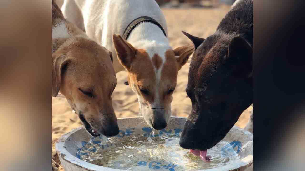 Stray Dogs | వీధి కుక్కల కోసం 4900 వాటర్‌ బౌల్స్‌